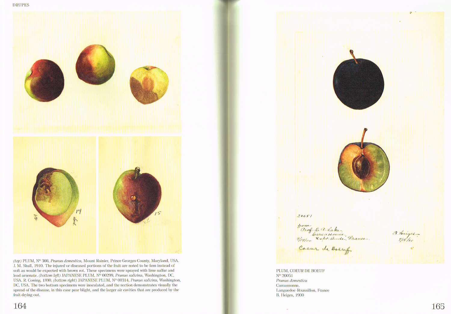 An Illustrated Catalog of American Fruits & Nuts pt.4 — Alex 